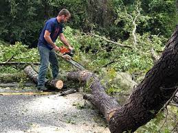 Best Tree Cabling and Bracing  in Steilacoom, WA