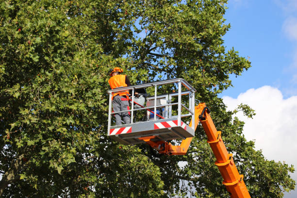 Best Tree Maintenance Programs  in Steilacoom, WA