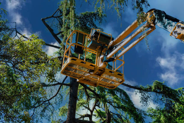 Best Arborist Consultation Services  in Steilacoom, WA