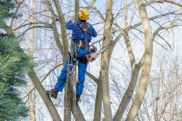 Best Hedge Trimming  in Steilacoom, WA