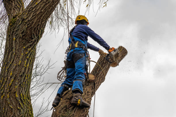 Best Palm Tree Trimming  in Steilacoom, WA