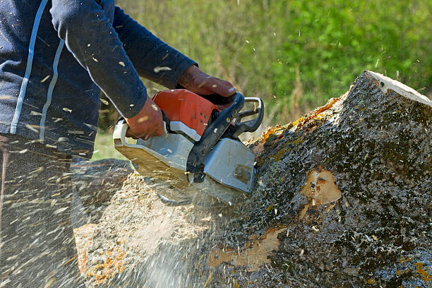 Best Tree Trimming and Pruning  in Steilacoom, WA