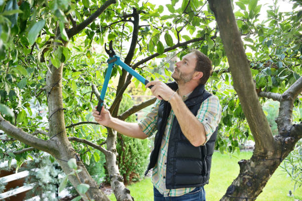 Best Tree Preservation Services  in Steilacoom, WA